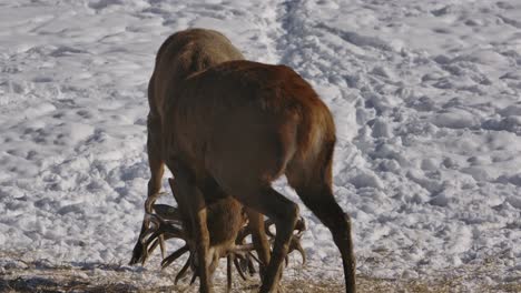 Elk-Bucks-Bloqueando-Astas-En-Batalla-Invierno-Slomo