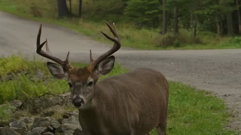 whitetail-deer-buck-crossing-road-closeup