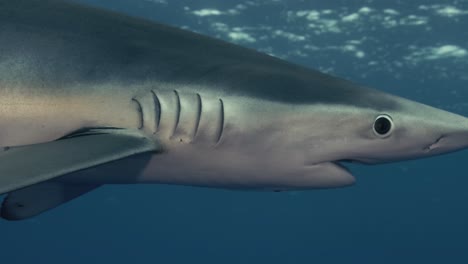 Gran-Tiburón-Azul-De-Cerca-Con-Rayos-De-Luz-Y-Peces-Pequeños-A-Su-Alrededor-En-Cámara-Lenta