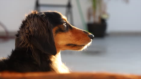 Kleiner-Hund-Genießt-Die-Sonne-Im-Gesicht