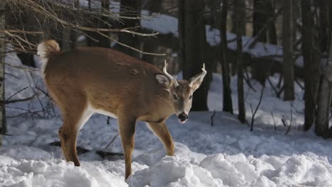 whitetail-deer-buck-turns-and-walks-in-snow-slomo