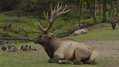 elk-bull-sitting-and-resting-among-other-wildlife