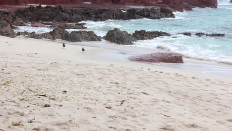Zwei-Austernfischervögel,-Die-über-Einen-Sandstrand-An-Der-äußersten-Südküste-Von-New-South-Wales,-Australien,-Laufen