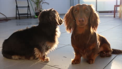 Zwei-Kleine-Wursthunde-Sitzen-Auf-Einer-Terrasse-Und-Genießen-Die-Sonne