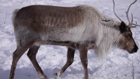 reindeer-walking-on-snowy-sunny-day-slomo-closeup