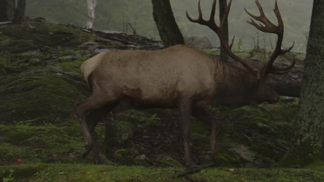 elk-bull-runs-into-the-misty-forest-slomo