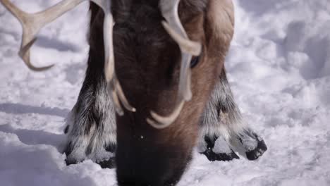 reindeer-hooves-in-the-snow-head-lowers-to-forage-for-food