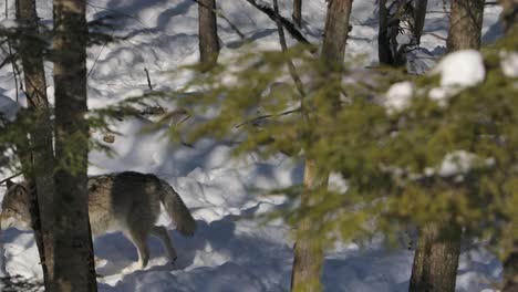 timber-wolves-trotting-through-winter-forest