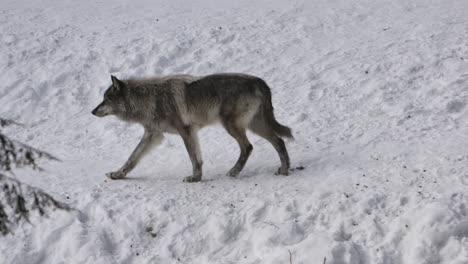 Grauer-Wolf,-Der-Durch-Den-Winterwald-Trabt