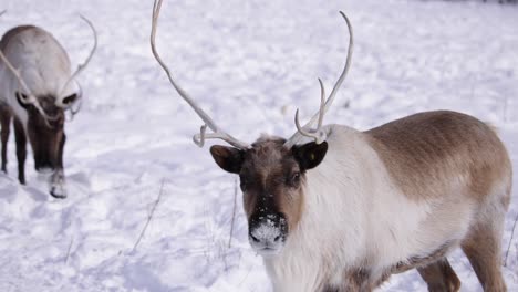 reindeer-watching-you-and-walking-towards-camera