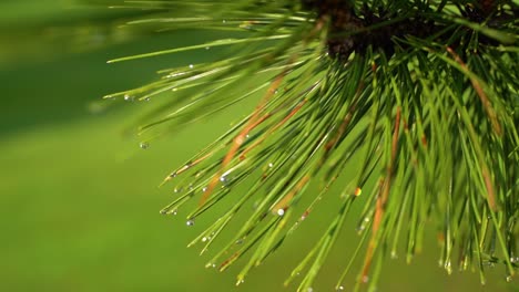 water-drops-on-pine-tree-needles-in-the-rain
