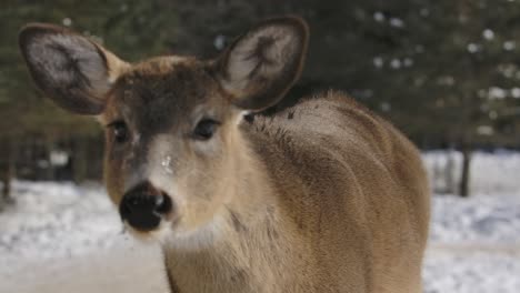 Whitetail-Deer-Nähert-Sich-Der-Kamera-In-Und-Aus-Dem-Fokus