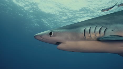 Nahaufnahme-Eines-Großen-Blauen-Hais,-Der-Mit-Lichtstrahlen-Im-Hintergrund-Durch-Das-Wasser-Schwimmt