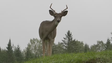 Whitetail-Buck-Deer-Leckt-Sich-Die-Lippen,-Während-Die-Kamera-Entlang-Der-Epischen-Grasansicht-Gleitet