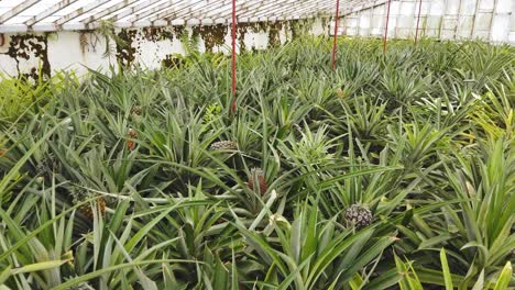 Grüne-Ananasplantage-Mit-Frischen-Und-Gelben-Früchten-Im-Gewächshaus