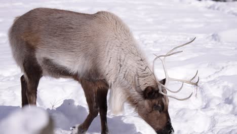 reindeer-walking-slomo-sunny-winter-day