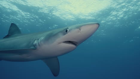 Gran-Tiburón-Azul-De-Cerca-Nadando-A-Través-Del-Océano-Atlántico