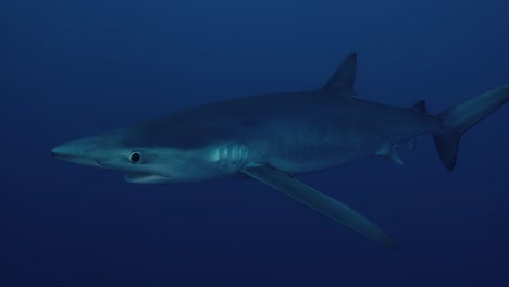 Gran-Tiburón-Azul-Nadando-A-Través-Del-Océano-Atlántico-En-Cámara-Lenta-De-Cerca