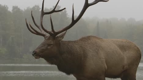 elk-bull-calling-out-during-mating-rut-walking-alongside-lake-misty-day