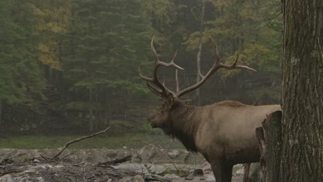 Elk-Bull-Grita-Durante-El-Apareamiento-Rut-Vista-Trasera-Misty-Day
