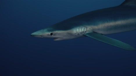 Gran-Tiburón-Azul-Nadando-Solo-A-Través-Del-Agua-Azul-Con-Reflejos-De-Luz-Cerca-De-La-Isla-Pico