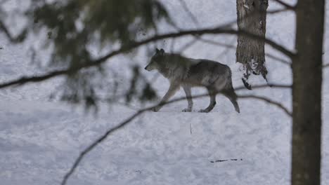 grey-wolf-walking-through-winter-forest-weary-of-camera