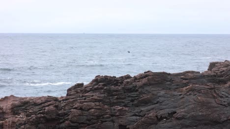 Ein-Bartenwal-Taucht-Ins-Wasser-Und-Zeigt-Seinen-Schwanz-Vor-Einer-Felsigen-Küste-In-Südaustralien