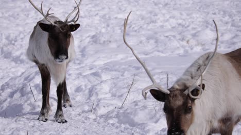 reindeer-rack-focus-from-front-to-back-animal