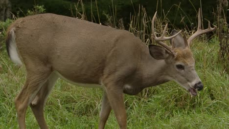 Whitetail-Deer-Buck-Männchen-Kauen-Auf-Gras-Slomo