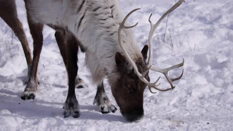 reindeer-foraging-for-food-in-snow-nibbling-at-anything-it-can-find