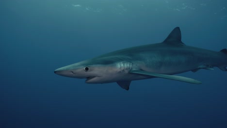 Grupo-De-Grandes-Tiburones-Azules-Nadando-En-Aguas-Abiertas-Cerca-De-Las-Azores
