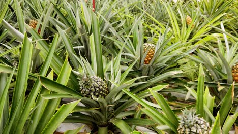 Anbau-Von-Saftigen-Und-Frischen-Ananasfrüchten-In-Einer-Gewächshausplantage