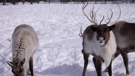 reindeer-3rd-animal-enters-frame-looking-for-food