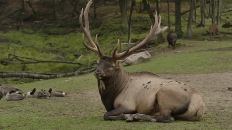 elk-bull-looks-at-you-and-chews-slomo-camera-slides-sideways