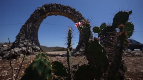 cactus-plant-with-change-focus-image-shift-to-circular-stone-art-arrangement