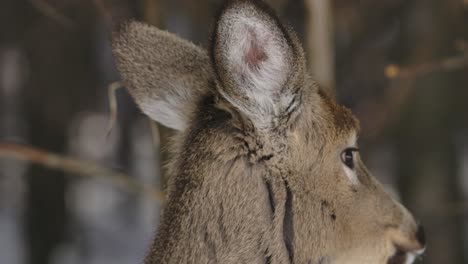 whitetail-deer-closeup-winter-slomo-weary-and-turns-away
