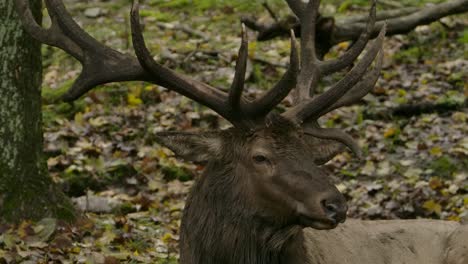 Elk-Bull-Closeup-En-El-Bosque-Otoño-Rodera-Con-Rack-Impresionante