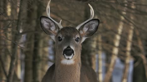 whitetail-deer-buck-listening-and-looking-at-you