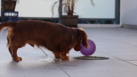 Sausage-dog-plays-with-purple-dog-ball-outside-on-patio