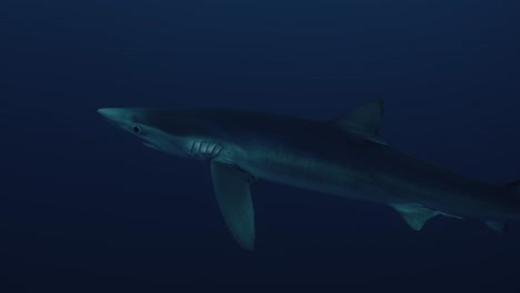 Gran-Tiburón-Azul-Nadando-En-El-Agua-Con-Un-Buzo-En-El-Fondo-Cerca-De-Las-Azores