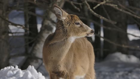 whitetail-deer-ears-listening-winter