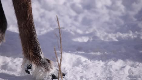 reindeer-hooves-walking-in-snow-closeup