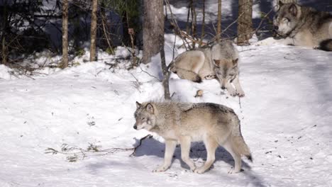 Timberwolf-Rack-Fokus-Vom-Baum-Zum-Wolf,-Der-In-Der-Nähe-Eines-Schläfrigen-Rudels-An-Einem-Sonnigen-Wintertag-Spaziert