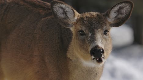 whitetail-deer-chewing-slomo-closeup-winter