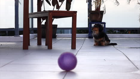 Small-dog-sitting-outside-with-a-dog-ball-toy-in-the-foreground