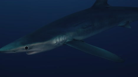 Großer-Blauer-Hai,-Der-Durch-Den-Ozean-Schwimmt,-Mit-Kleinen-Fischen-Daneben