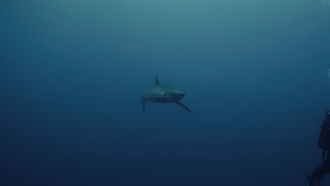 Blauhai-Schwimmt-Neben-Taucher-Während-Der-Hai-Tauchtour-Auf-Den-Azoren