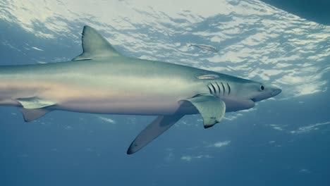 Gran-Tiburón-Azul-Nadando-Alrededor-De-Un-Barco-De-Buceo-Con-Un-Director-De-Fotografía-Submarino-Y-Reflejos-De-Luz