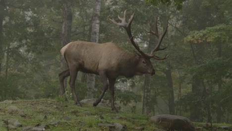elk-bull-walking-into-beautiful-misty-forest-slomo