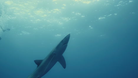 Blue-Shark-in-the-ocean-with-divers-at-a-shark-dive-in-the-Azores